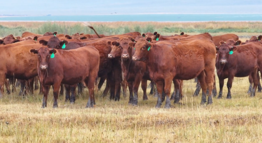 100 Head Of AI'd Red Angus & Red Baldy Bred Heifers- BH911A5